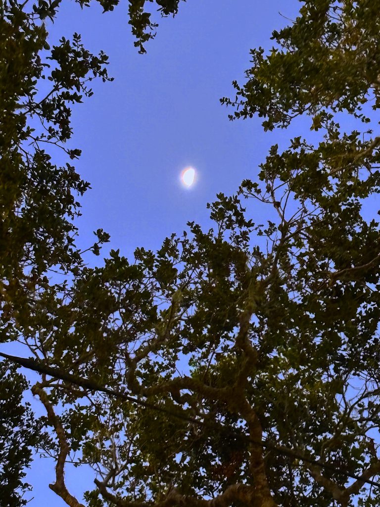 moon through trees