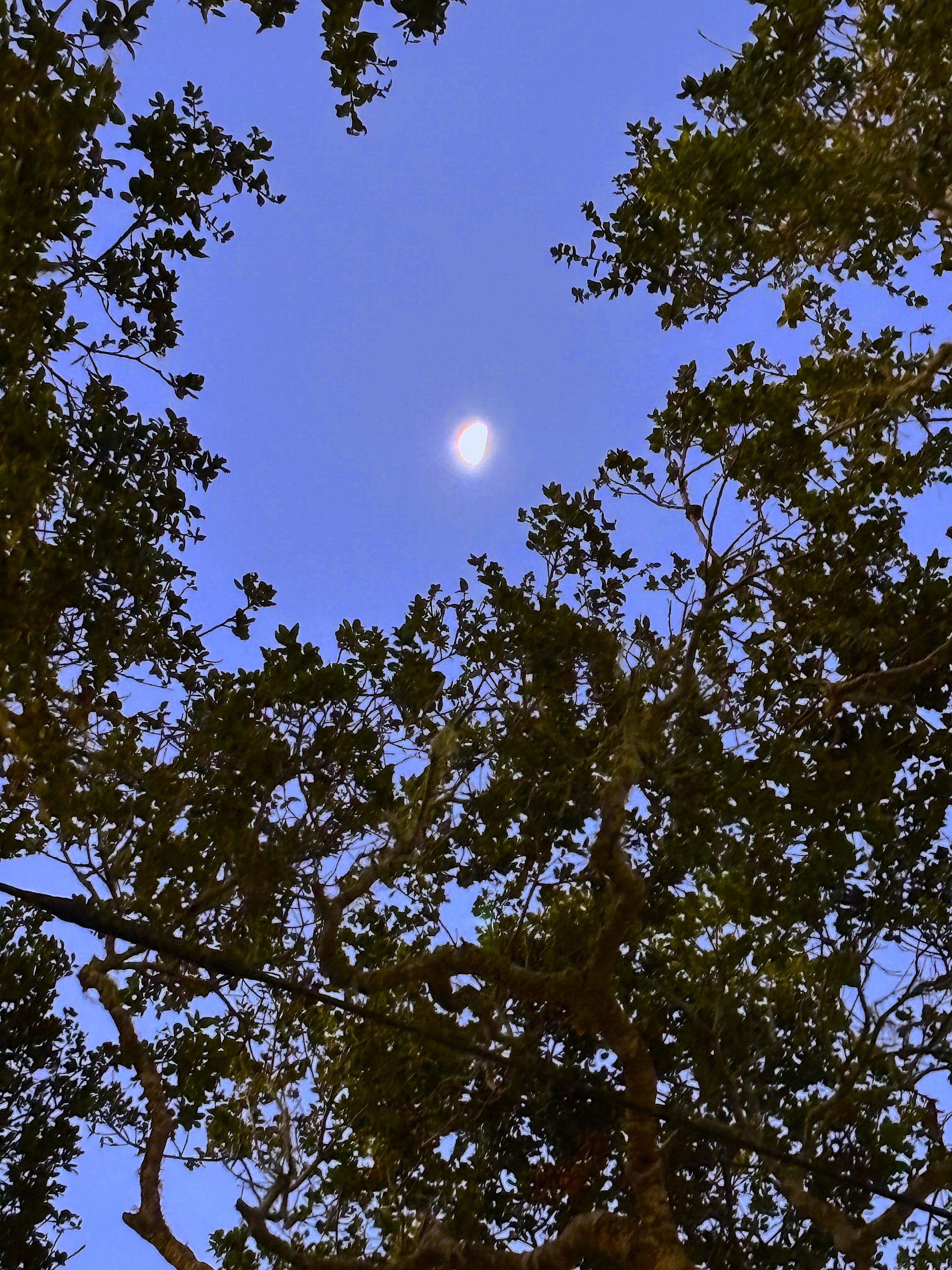 moon through trees